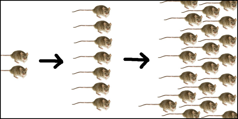 mice reproducing exponentially